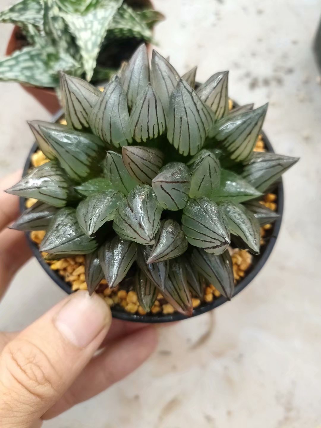 Haworthia retusa，Rare Succulent，Live Succulent Plants