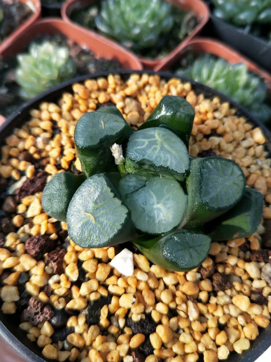 Haworthia truncata var. maughanii ’dajing‘,Rare Succulent,Live Succulent Plants