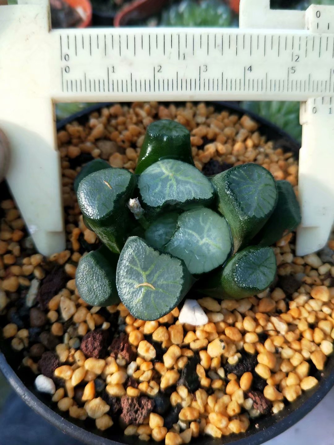 Haworthia truncata var. maughanii ’dajing‘,Rare Succulent,Live Succulent Plants