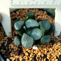 Haworthia truncata var. maughanii ’dajing‘,Rare Succulent,Live Succulent Plants