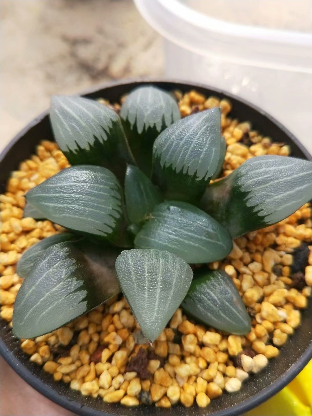 Haworthia bayeriJ.D.Venter &amp; S.A.Hammer，Rare Succulent，Live Succulent Plants