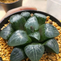 Haworthia emelyae,Larger Succulent,Rare Succulent,Live Succulent Plants