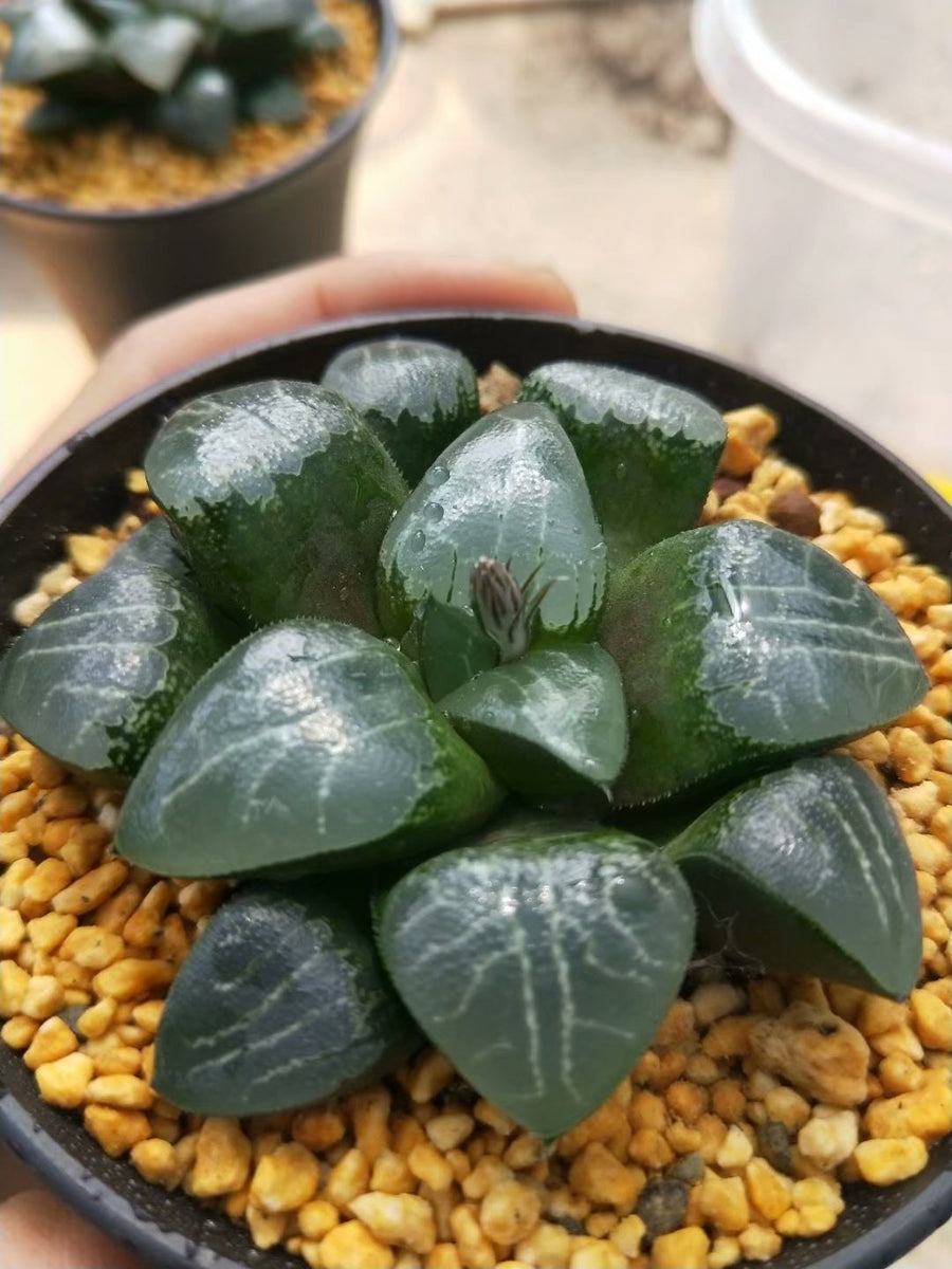 Haworthia emelyae,Larger Succulent,Rare Succulent,Live Succulent Plants