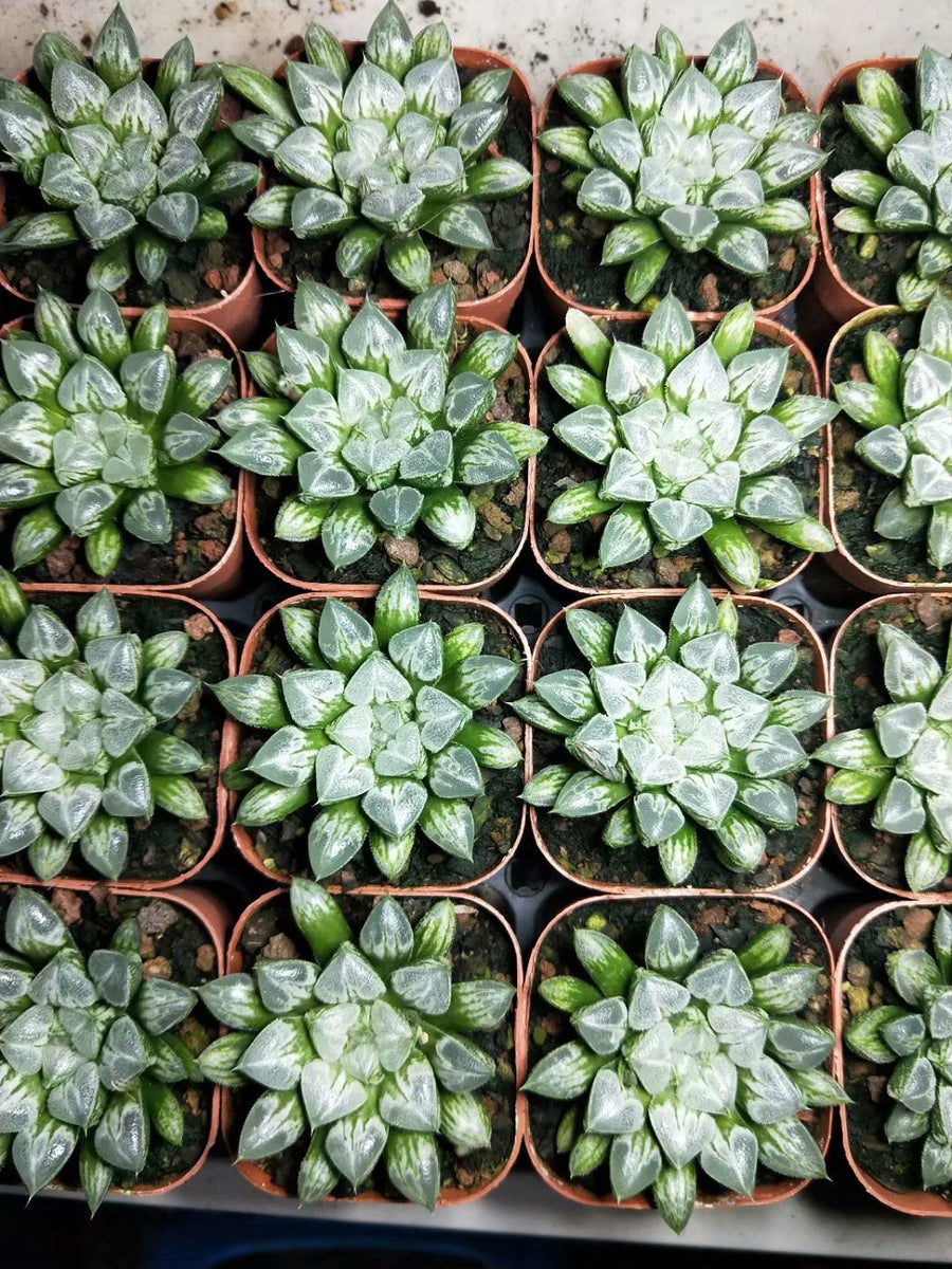 Haworthia retusa 'heart' ,Larger Succulent,Rare Succulent，Live Succulent Plants