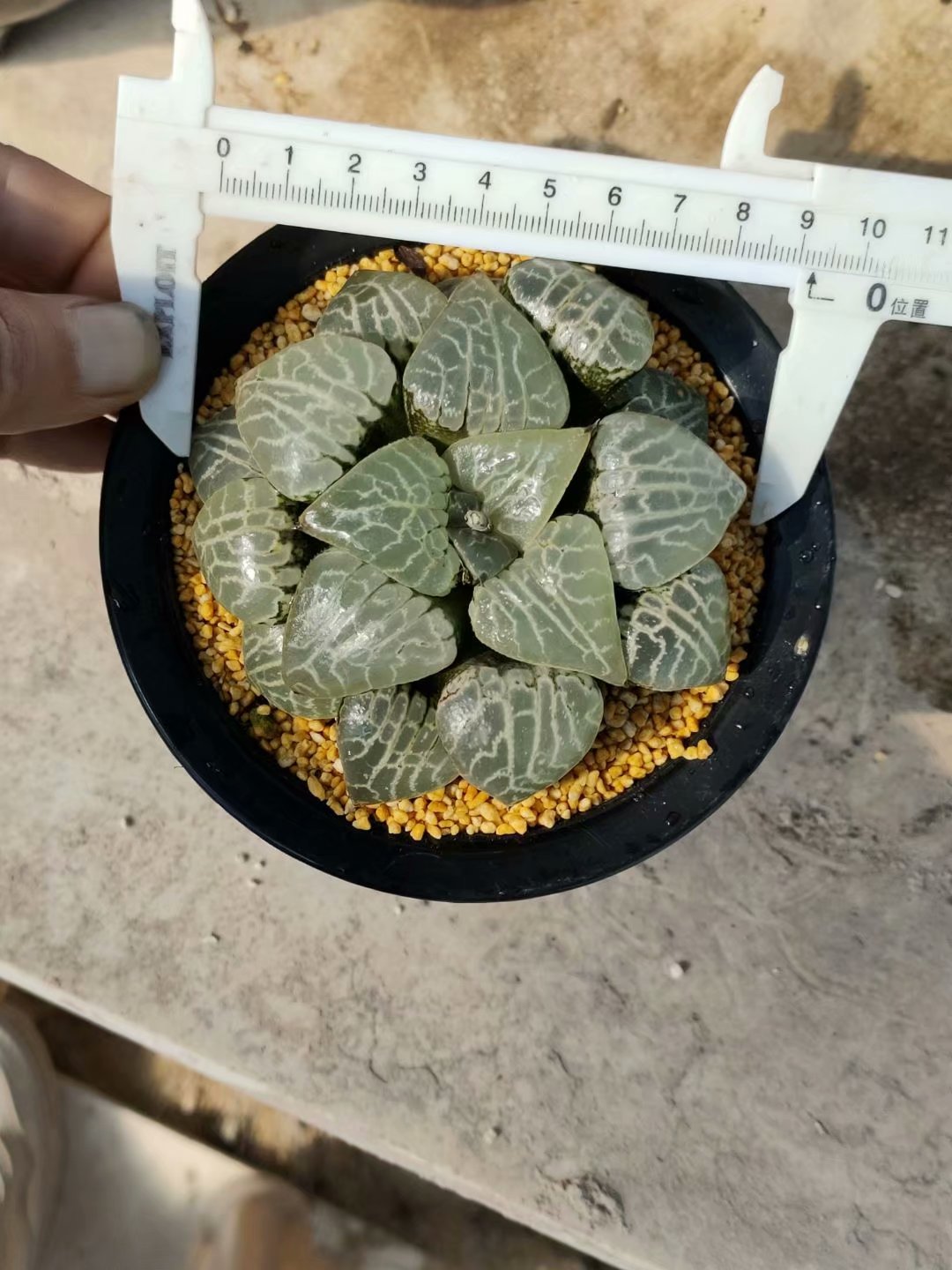 Haworthia emelyae var.comptoniana,Larger Succulent,Rare Succulent，Live Succulent Plants