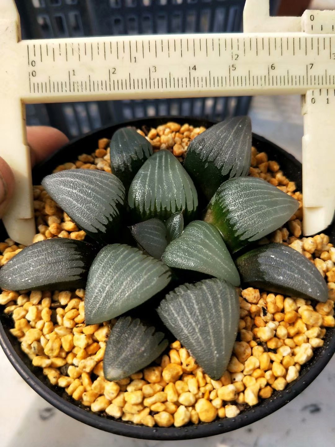 Haworthia bayeriJ.D.Venter &amp; S.A.Hammer，Rare Succulent，Live Succulent Plants