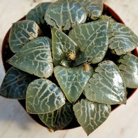 Haworthia emelyae var.comptoniana,Larger Succulent,Rare Succulent，Live Succulent Plants