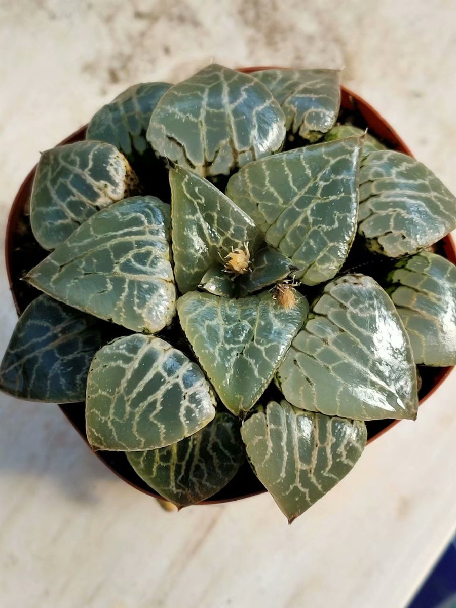 Haworthia emelyae var.comptoniana,Larger Succulent,Rare Succulent，Live Succulent Plants