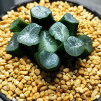 Haworthia truncata var. maughanii 'yunduan‘，Rare Succulent，Live Succulent Plants