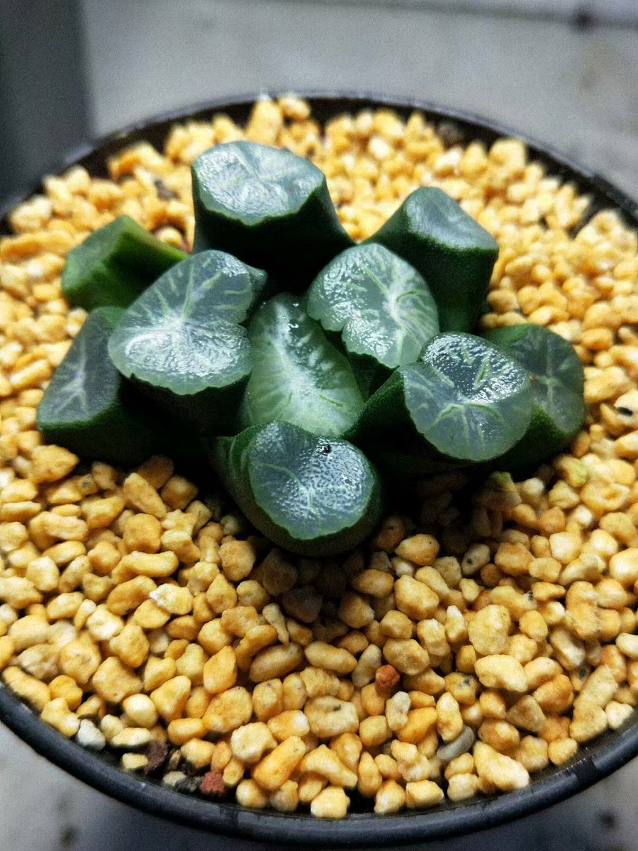 Haworthia truncata var. maughanii 'yunduan‘，Rare Succulent，Live Succulent Plants