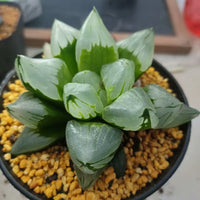 haworthia pygmaea mutant 'ice city',Larger Succulent,Rare Succulent，Live Succulent Plants