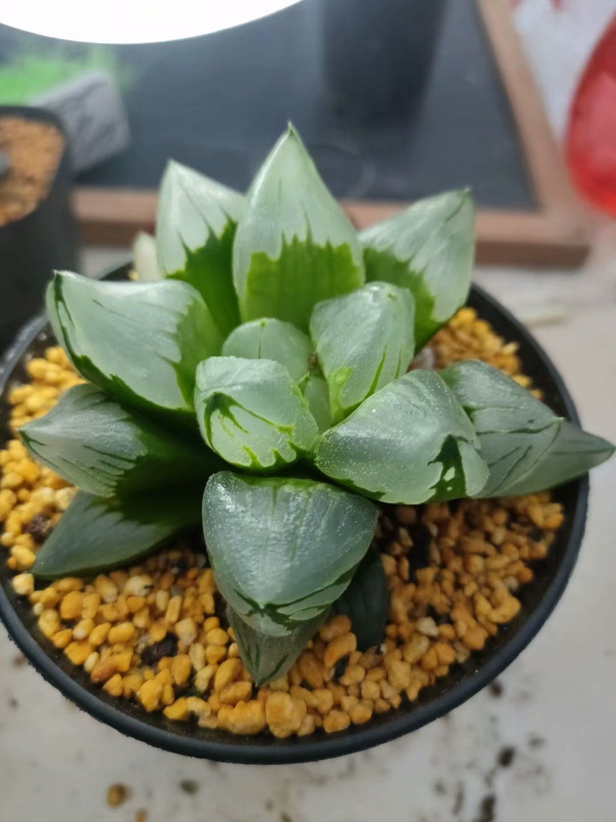 haworthia pygmaea mutant 'ice city',Larger Succulent,Rare Succulent，Live Succulent Plants