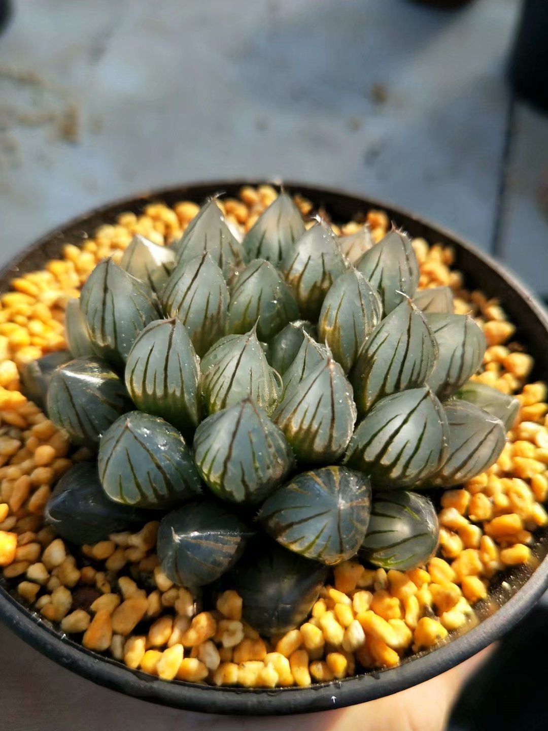 Haworthia Yamada Black Obtus,Rare Succulent,Larger Succulen,Live Succulent Plants,