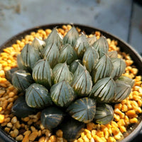 Haworthia Yamada Black Obtus,Rare Succulent,Larger Succulen,Live Succulent Plants,