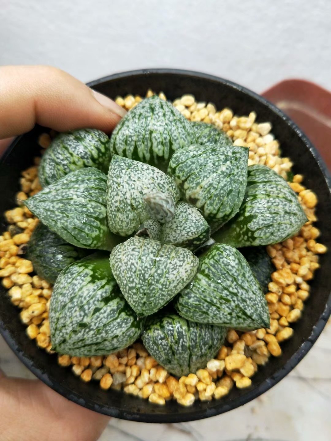 Haworthia emelyae var. emelyae Poelln,Rare Succulent,Live Succulent Plants