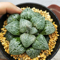 Haworthia emelyae var. emelyae Poelln,Rare Succulent,Live Succulent Plants