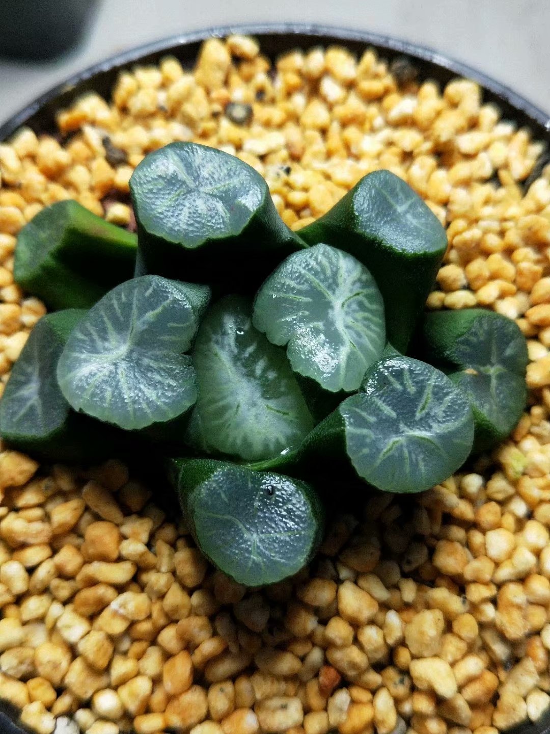 Haworthia truncata var. maughanii 'yunduan‘，Rare Succulent，Live Succulent Plants