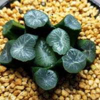 Haworthia truncata var. maughanii 'yunduan‘，Rare Succulent，Live Succulent Plants