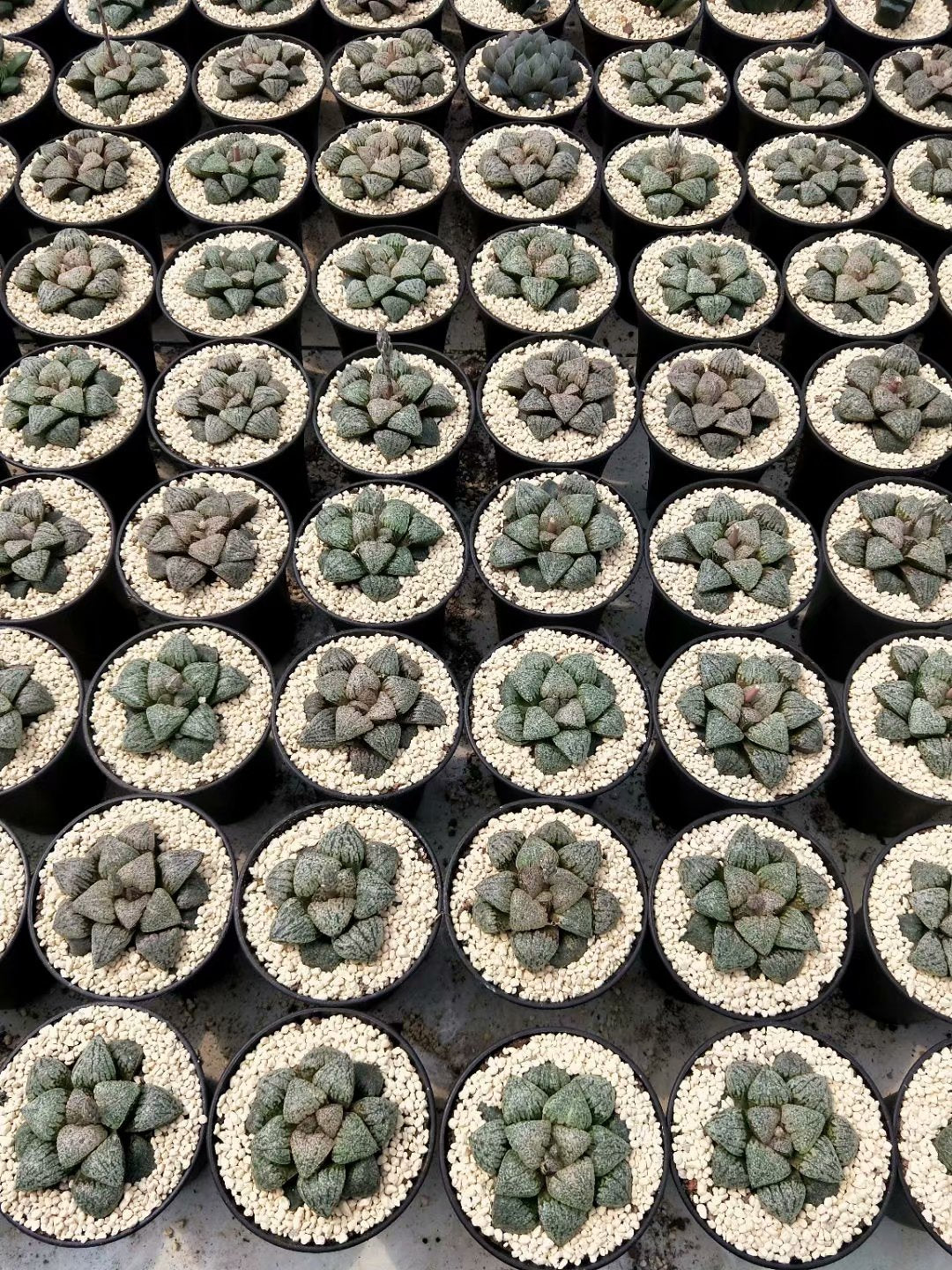 Haworthia emelyae var. emelyae Poelln,Rare Succulent,Live Succulent Plants