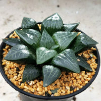 Haworthia Correcta “Ice River",Larger Succulent,Rare Succulent，Live Succulent Plants