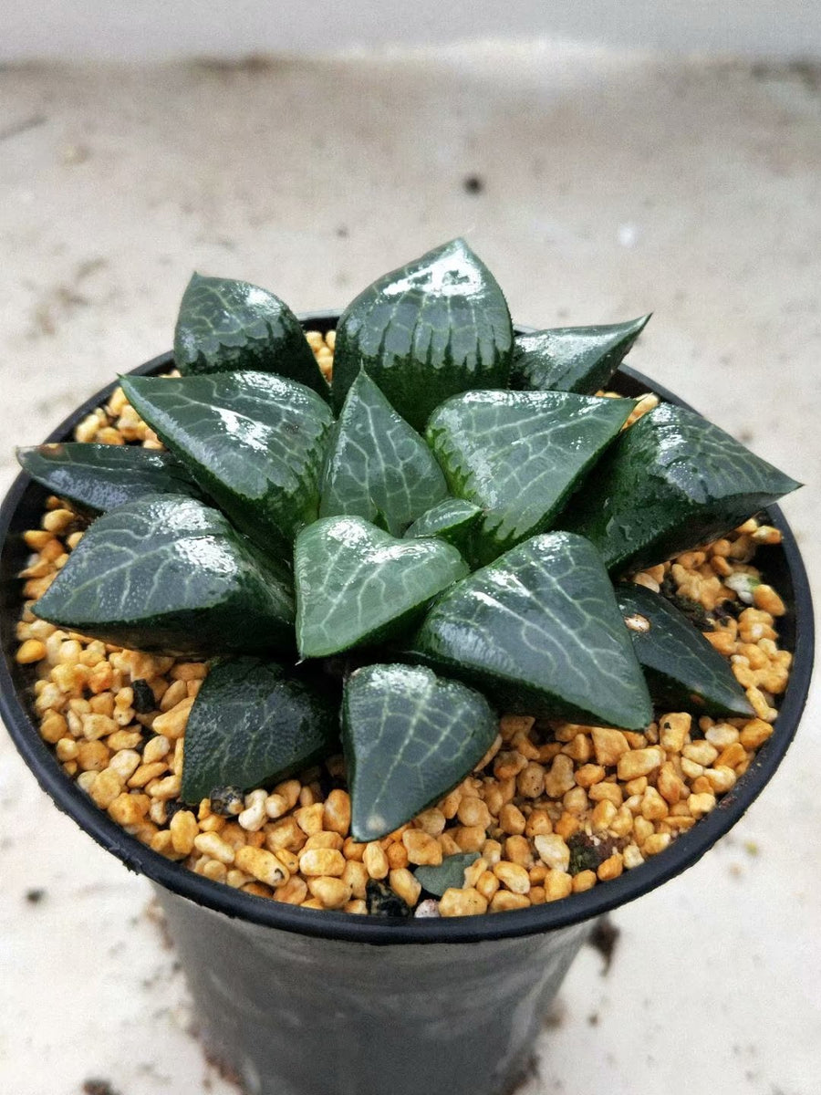 Haworthia Correcta “Ice River",Larger Succulent,Rare Succulent，Live Succulent Plants