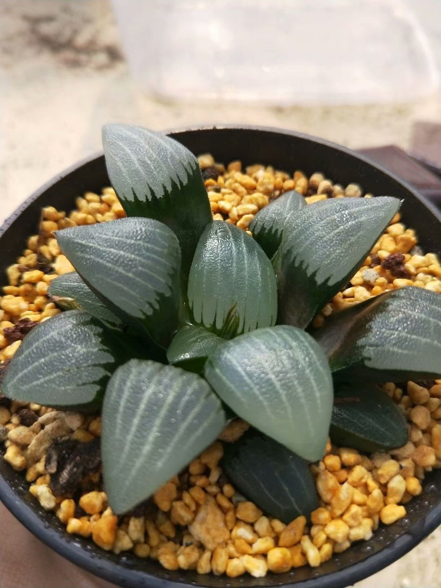 Haworthia bayeriJ.D.Venter &amp; S.A.Hammer，Rare Succulent，Live Succulent Plants