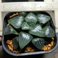 Haworthia emelyae,Larger Succulent,Rare Succulent,Live Succulent Plants