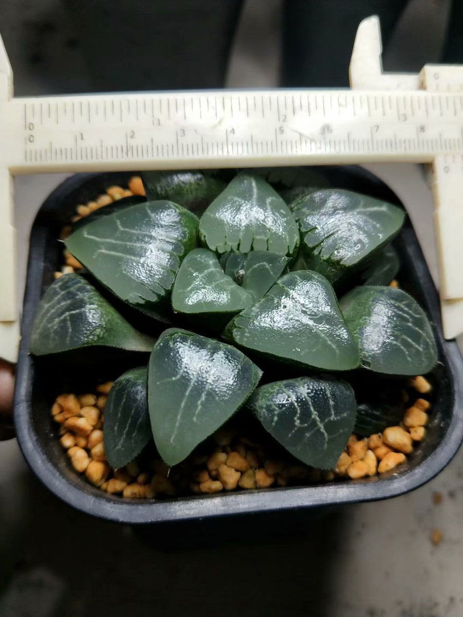 Haworthia emelyae,Larger Succulent,Rare Succulent,Live Succulent Plants