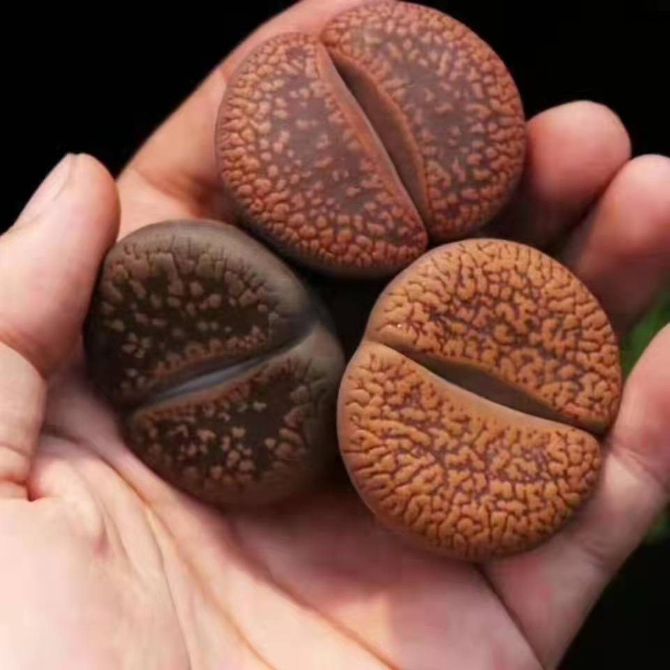 Assorted Lithops,Rare Lithops,Rare Succulents – cocosucculent