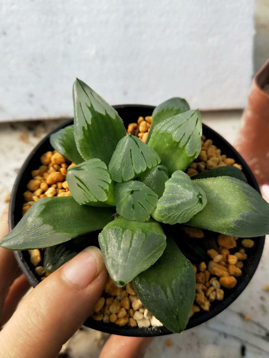 haworthia pygmaea mutant 'ice city',Larger Succulent,Rare Succulent，Live Succulent Plants