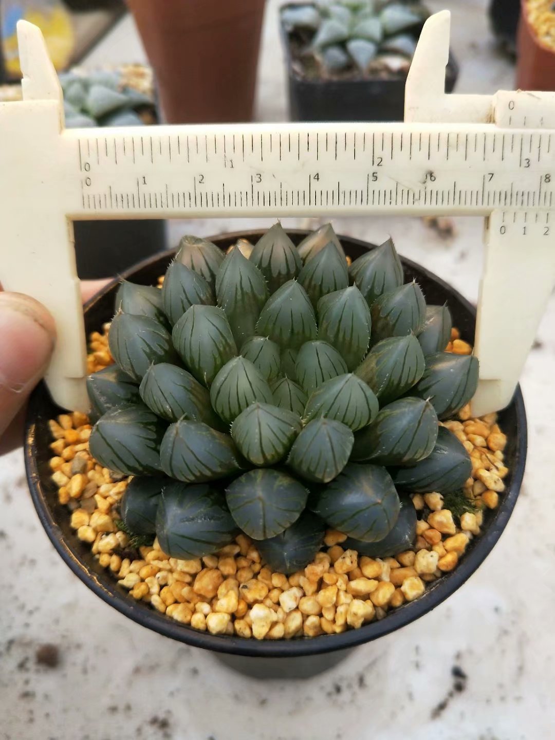 Haworthia Yamada Black Obtus,Rare Succulent,Larger Succulen,Live Succulent Plants,