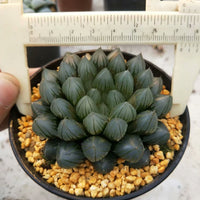 Haworthia Yamada Black Obtus,Rare Succulent,Larger Succulen,Live Succulent Plants,