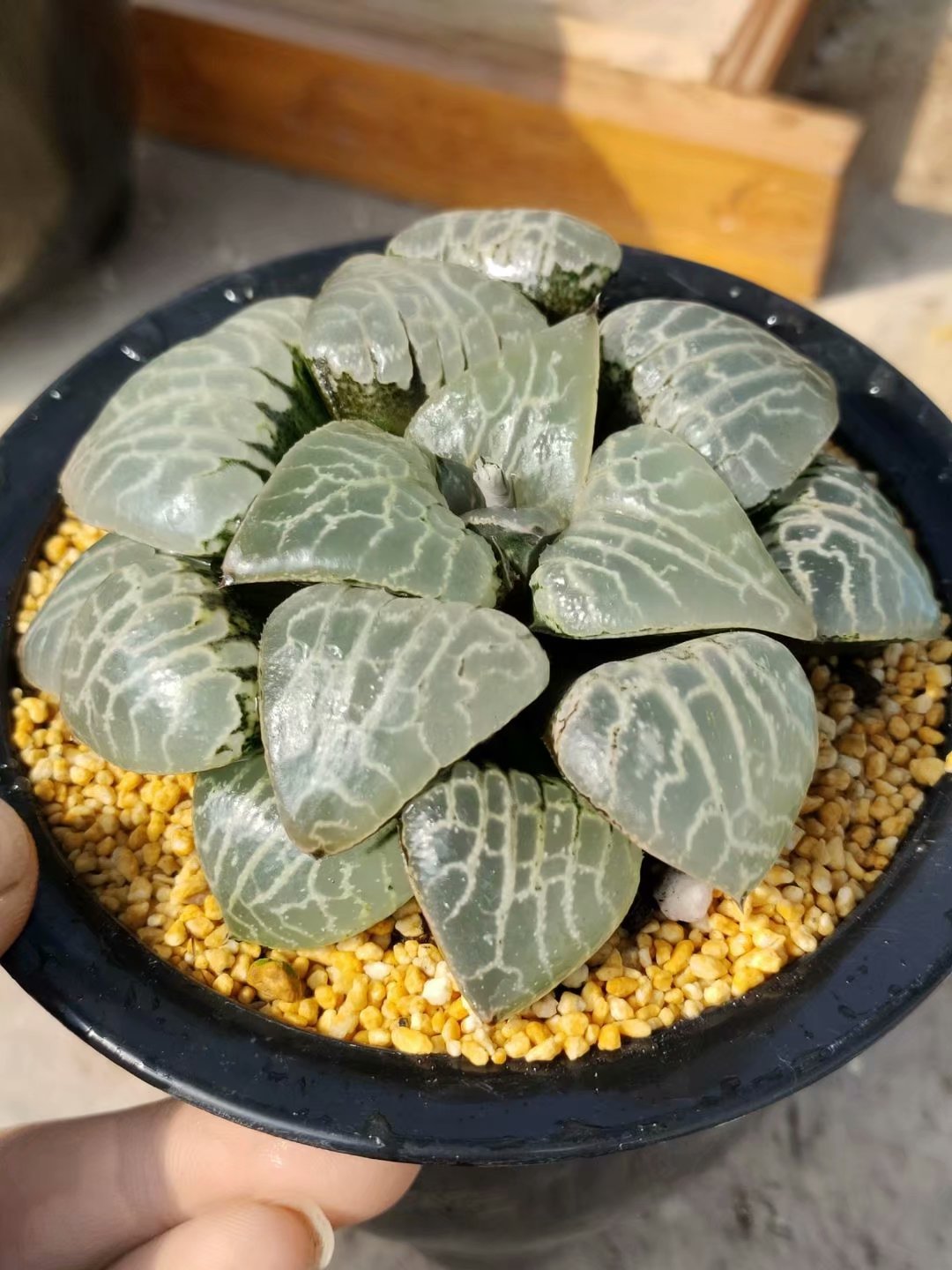 Haworthia emelyae var.comptoniana,Larger Succulent,Rare Succulent，Live Succulent Plants