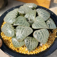 Haworthia emelyae var.comptoniana,Larger Succulent,Rare Succulent，Live Succulent Plants