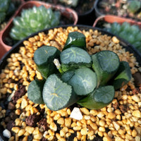 Haworthia truncata var. maughanii ’dajing‘,Rare Succulent,Live Succulent Plants