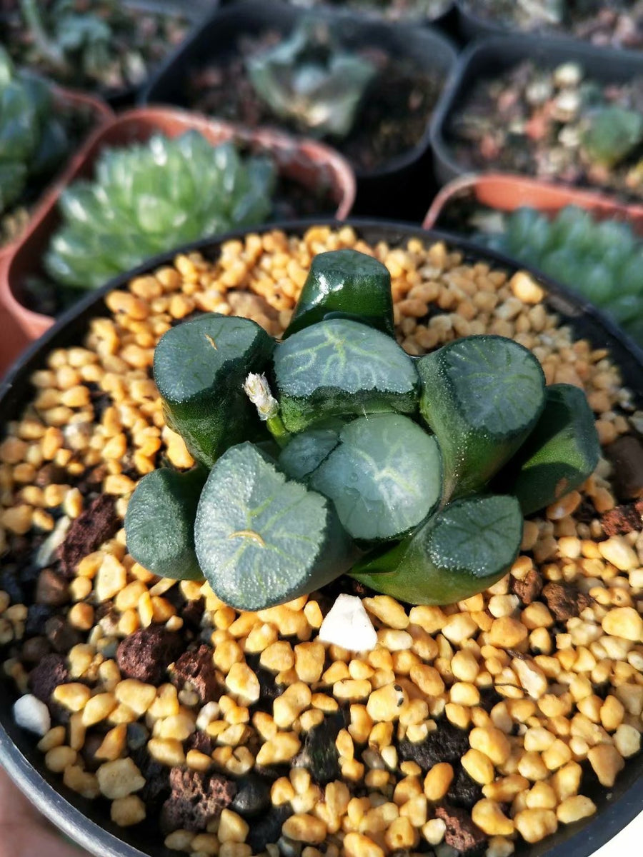 Haworthia truncata var. maughanii ’dajing‘,Rare Succulent,Live Succulent Plants