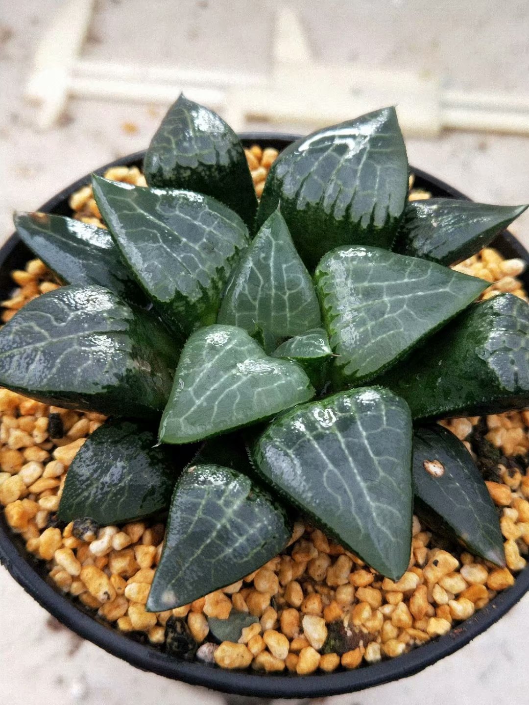 Haworthia Correcta “Ice River",Larger Succulent,Rare Succulent，Live Succulent Plants