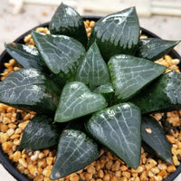 Haworthia Correcta “Ice River",Larger Succulent,Rare Succulent，Live Succulent Plants