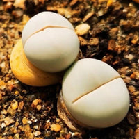 Assorted Lithops,Rare Lithops,Rare Succulents