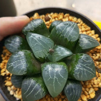 Haworthia emelyae,Larger Succulent,Rare Succulent,Live Succulent Plants