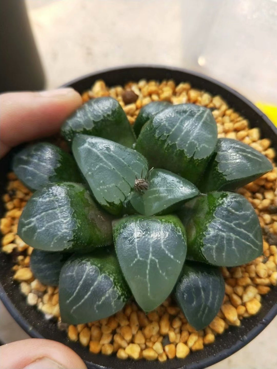 Haworthia emelyae,Larger Succulent,Rare Succulent,Live Succulent Plants