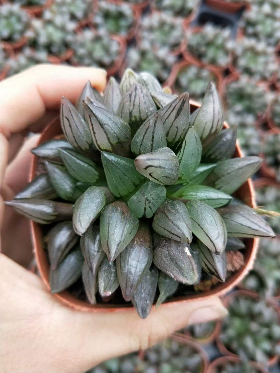 Haworthia retusa，Rare Succulent，Live Succulent Plants