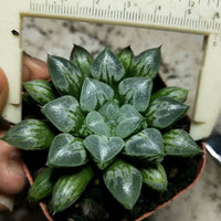 Haworthia retusa 'heart' ,Larger Succulent,Rare Succulent，Live Succulent Plants