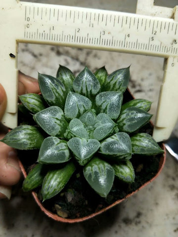 Haworthia retusa 'heart' ,Larger Succulent,Rare Succulent，Live Succulent Plants