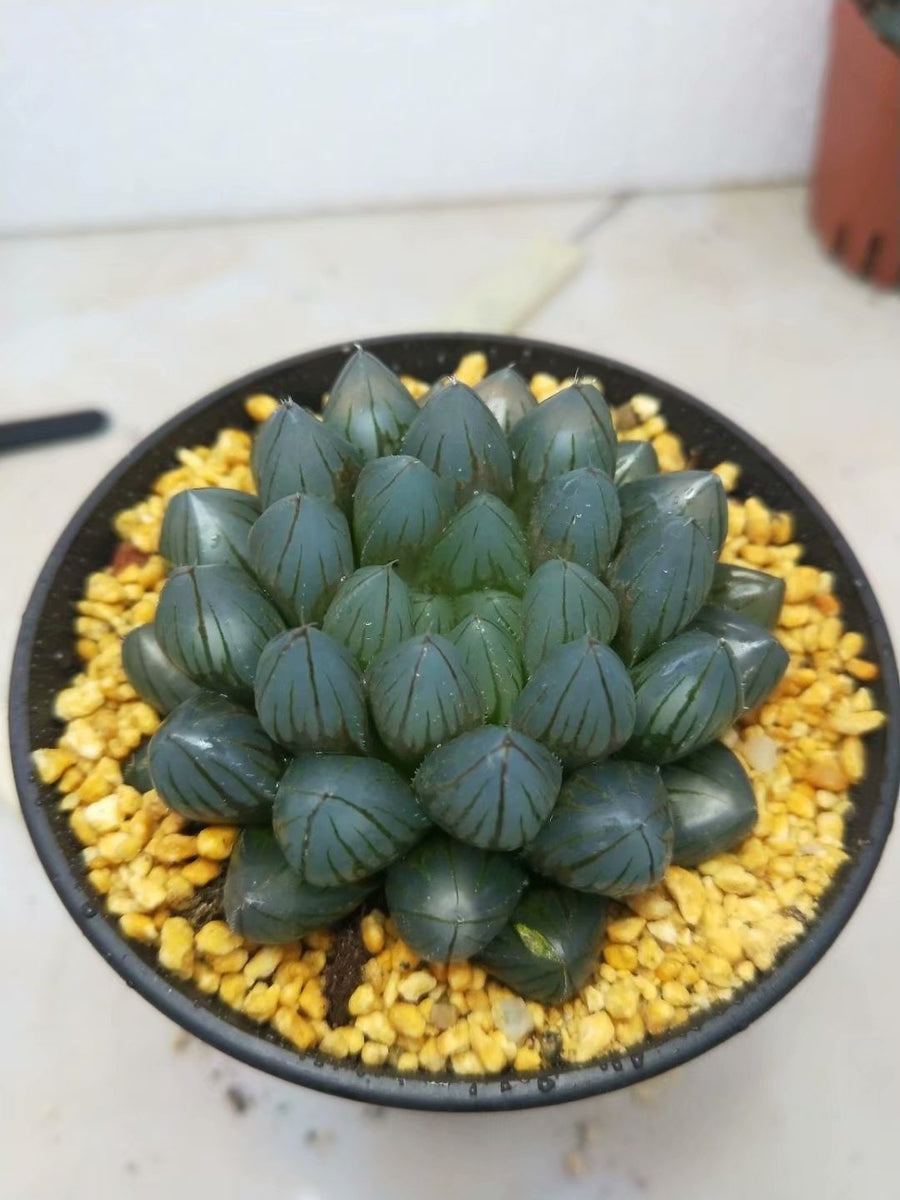 Haworthia Yamada Black Obtus,Rare Succulent,Larger Succulen,Live Succulent Plants,