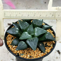 Haworthia Correcta “Ice River",Larger Succulent,Rare Succulent，Live Succulent Plants