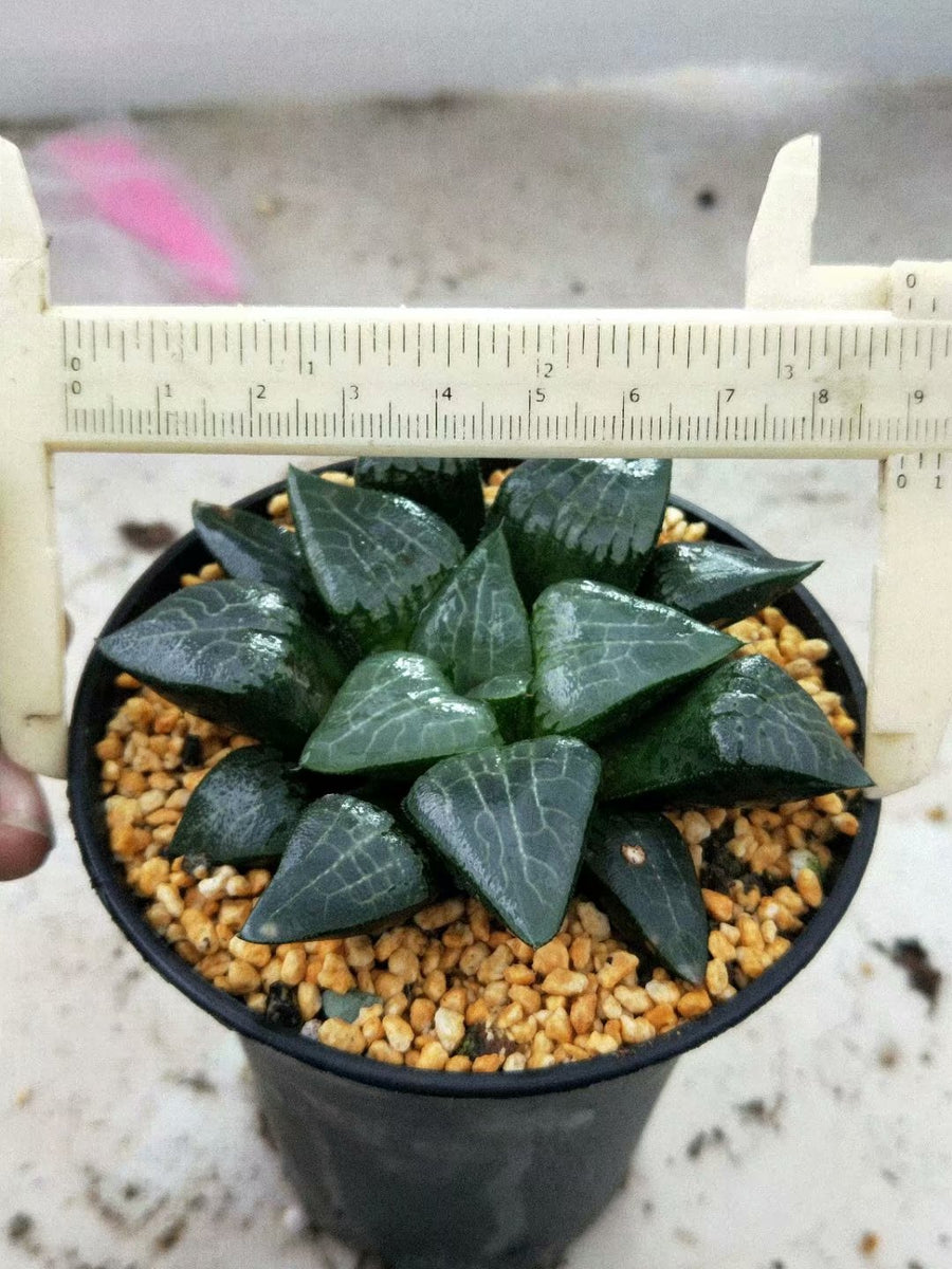 Haworthia Correcta “Ice River",Larger Succulent,Rare Succulent，Live Succulent Plants