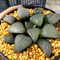 Haworthia bayeriJ.D.Venter &amp; S.A.Hammer，Rare Succulent，Live Succulent Plants