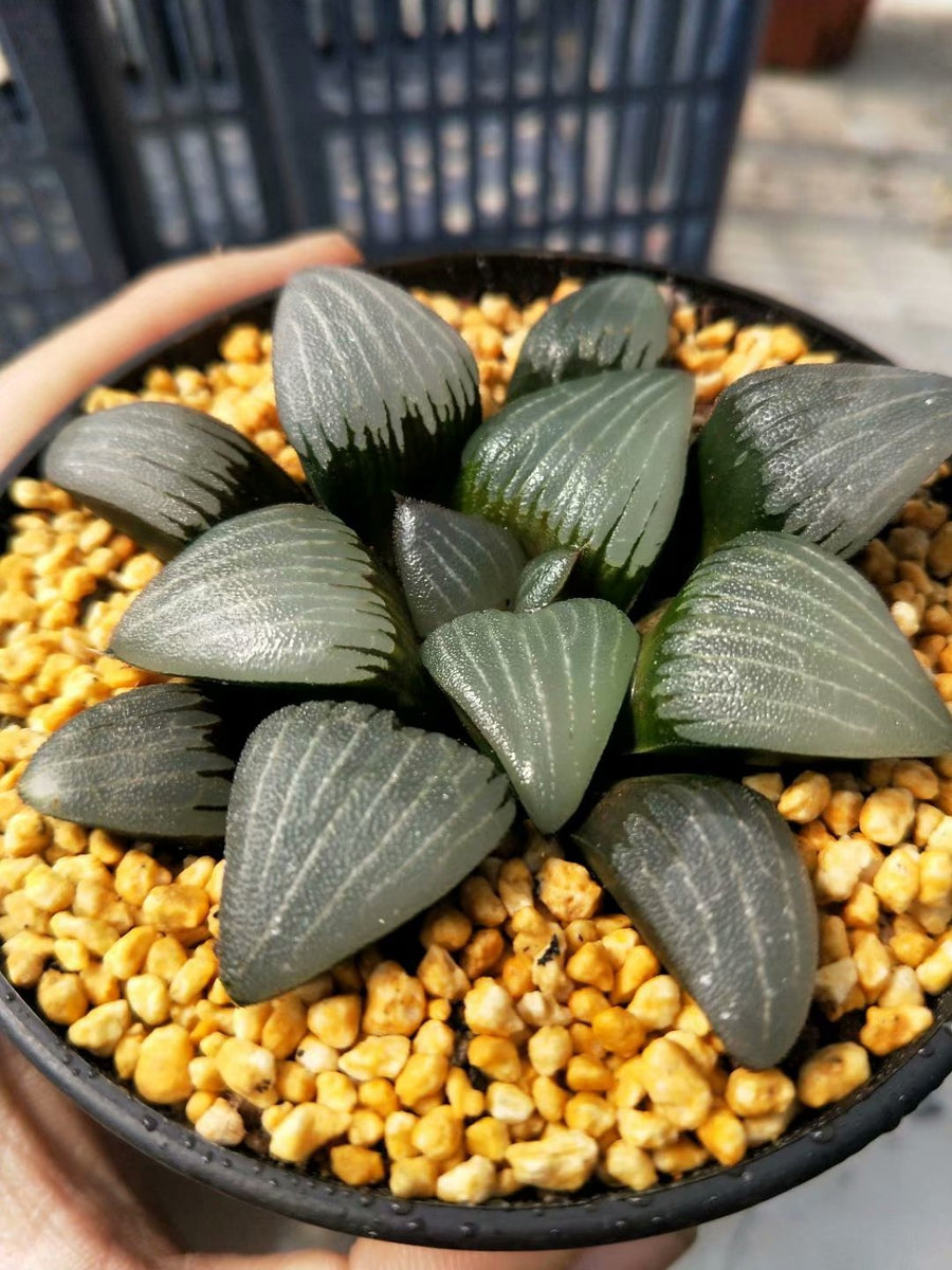 Haworthia bayeriJ.D.Venter &amp; S.A.Hammer，Rare Succulent，Live Succulent Plants