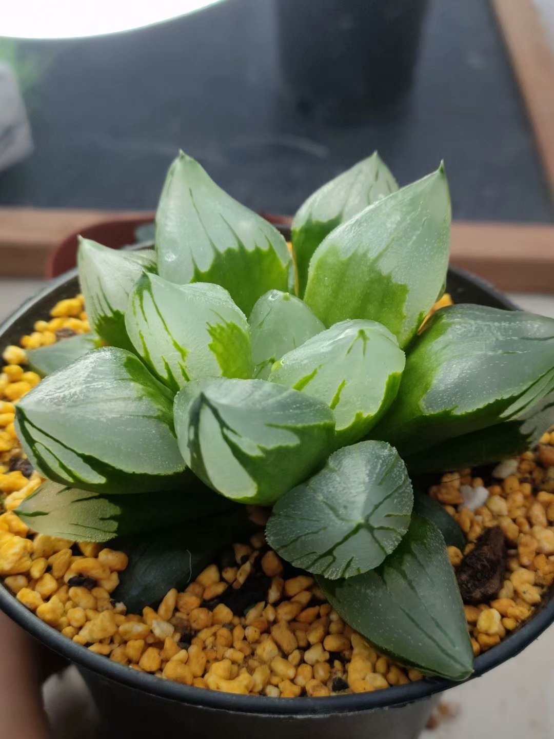 haworthia pygmaea mutant 'ice city',Larger Succulent,Rare Succulent，Live Succulent Plants